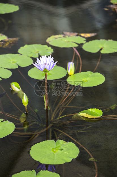 百合花 風水|百合花有什么样的风水作用